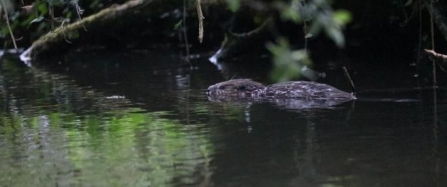 beaver_kit_by_nina_constable