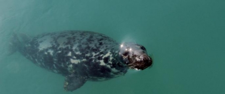 Grey Seal