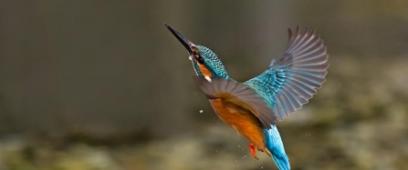 kingfisher_photo_by_malcolm_brown