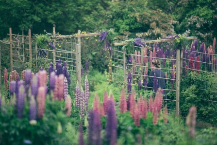 Cornish Cutting Garden lupin arch