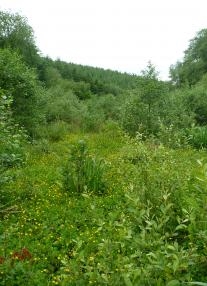 open_mosaic_of_trees_and_wetland_area_typical_of_a_county_wildlife_site_credit_sue_hocking