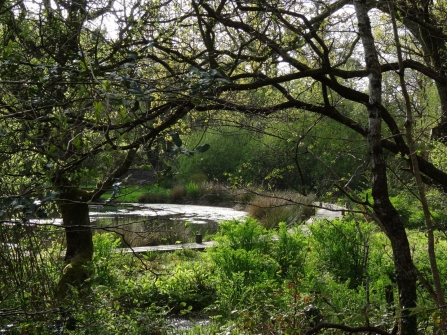 Pond at Higher Trenedden