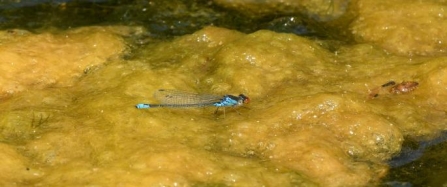 small_red-eyed_damselfly_at_tregellast_barton_farm_by_linton_proctor