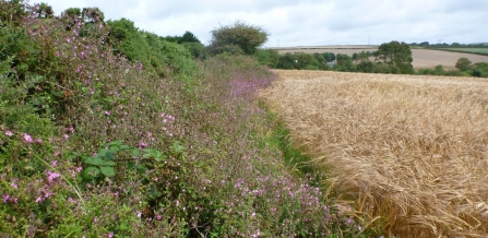 Barley field wide margin by Sue Hocking
