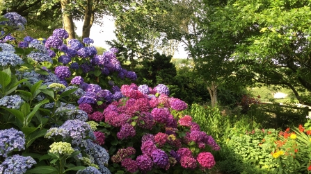 blue, purple and pink hydrangeas flower from one shrub in a beautiful display of colour