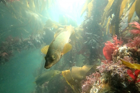 Female ballan wrasse by Matt Slater