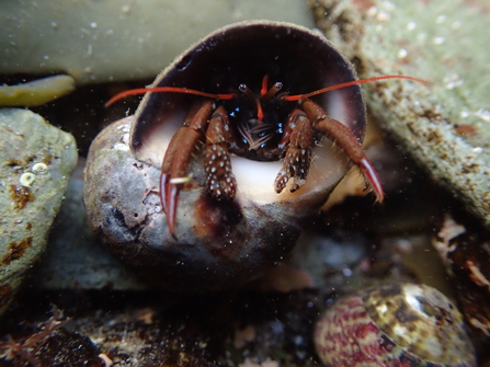 St Piran's Crab by Adele Morgan