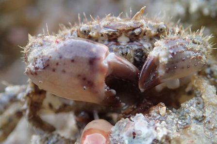 Hairy crab at Polzeath by Matt Slater 