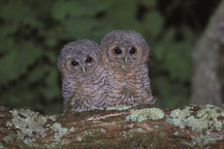Tawny owl chicks by Terry Dunstan