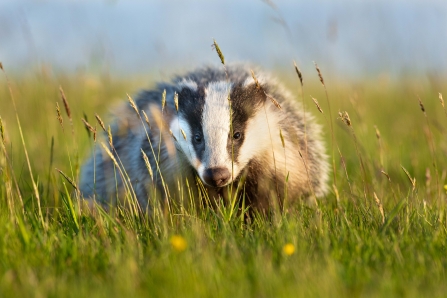 Badger by Richard Birchett