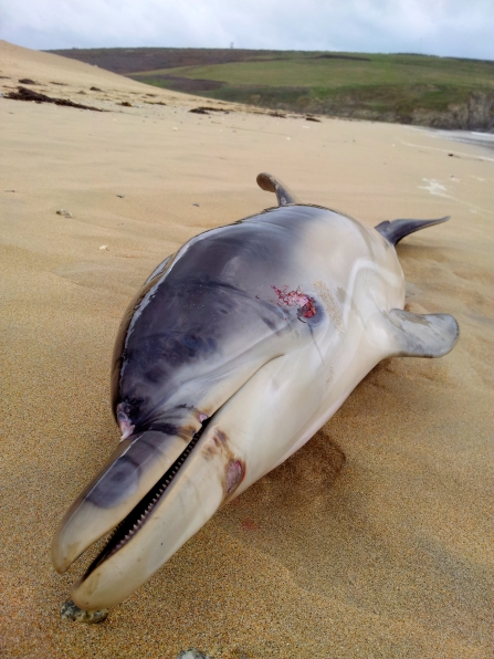 CWTMSN_Nick Dunstone, Holywell Bay 2011, Common Dolphin