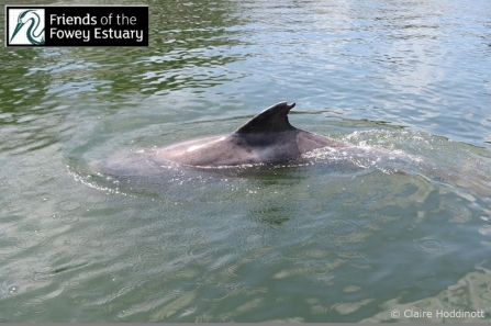 The Incredible Journey of ‘Clet’ the lone bottlenose dolphin