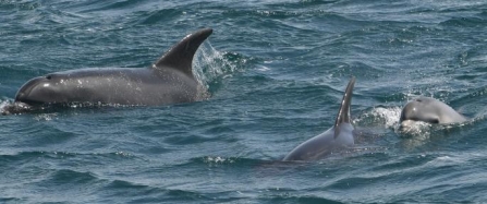 Discover Cornwall’s inspirational marine life