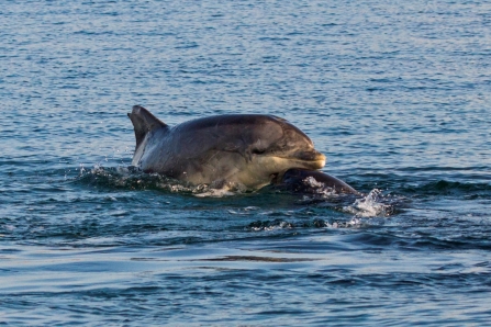 The Incredible Journey of ‘Clet’ the lone bottlenose dolphin