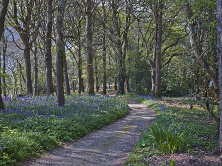 Stunning Helford garden reopens for Trust