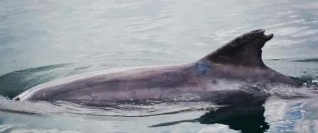 The Incredible Journey of ‘Clet’ the lone bottlenose dolphin