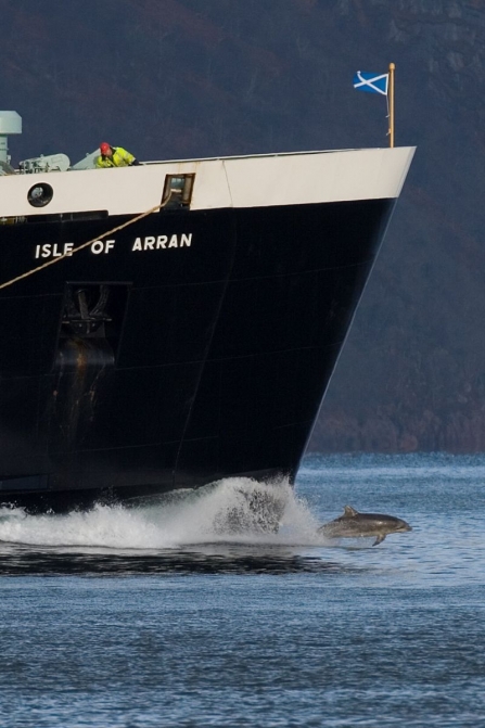 The Incredible Journey of ‘Clet’ the lone bottlenose dolphin