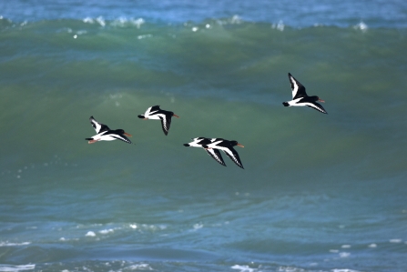 Oyster Catchers in flight, Harlyn Bay, by David Spink