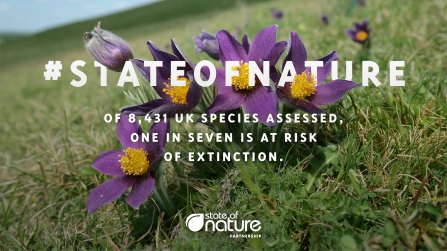 State of Nature asset 1 
