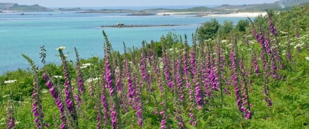 Praise for new Isles of Scilly botanical book