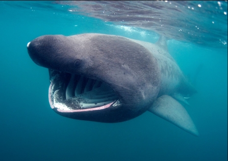 Respect our Basking sharks!