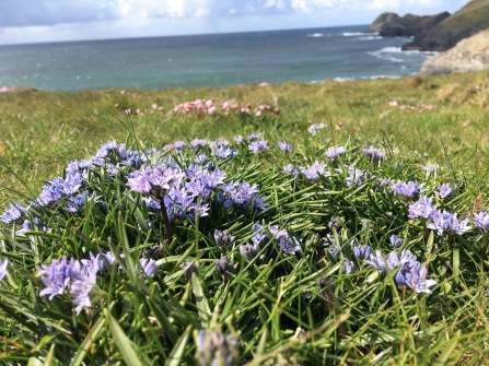 Spring squill, bluer than bluebells!