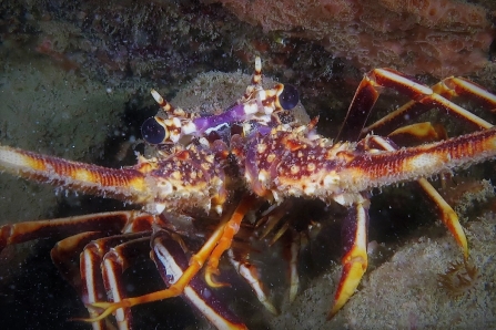 Vibrant marine life surveyed on Manacles Reef