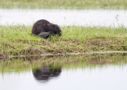 RETURN TO THE WILD: Bringing Beavers back to Cornwall