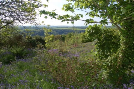 Beautiful garden created in Cornish quarry