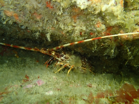 Seasearch uncovers Newquay’s hidden underwater treasures