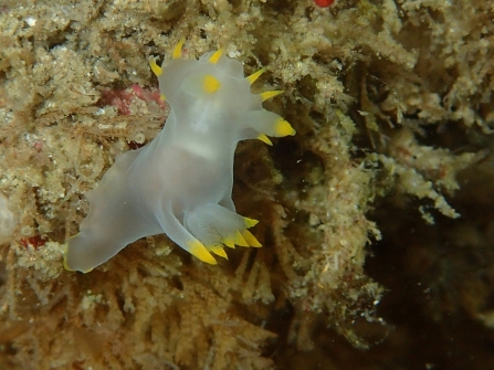 Seasearch uncovers Newquay’s hidden underwater treasures