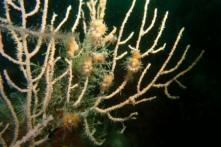 Vibrant marine life surveyed on Manacles Reef