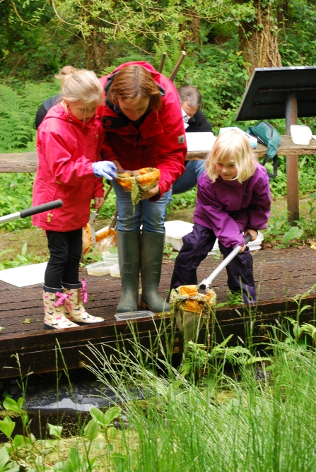 Pond Dipping