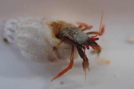 Rare hermit crab rediscovered