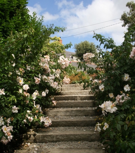 Cornish valley garden abuzz with wildlife