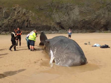 Sperm Whale Stranded on Cornish Beach