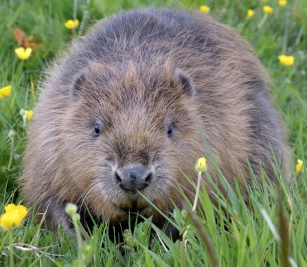 What would you name Cornwall’s beavers?