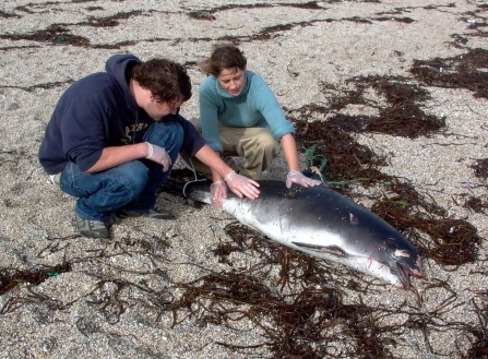 Bags of Help for Cornish Dolphins