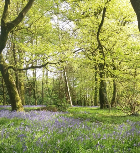 Bluebells and history at Coldrenick Open Garden