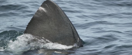 Respect our Basking sharks!