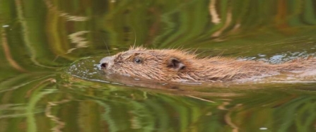 RETURN TO THE WILD: Bringing Beavers back to Cornwall