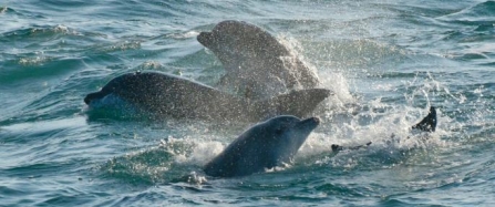 Keeping an eye (and an ear) out for local dolphins