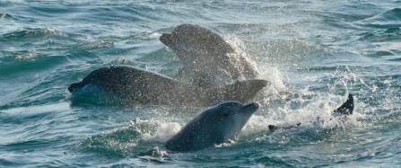 A decade of donations for Cornwall’s Living Seas