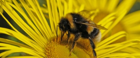 Help needed to save our Cornish bees