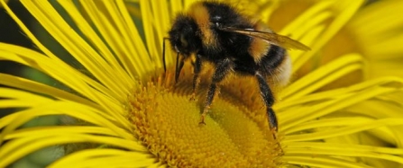 Local business supports Trust to help save Cornish bees