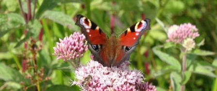 An abundance of wildlife in Peakswater