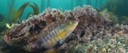 New national report calls for seven new marine protected areas off Cornish coast