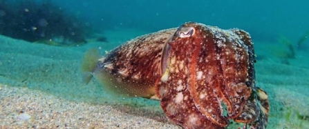 Recording Cornish marine life