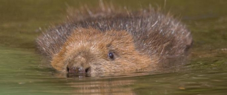 Beavers Are Back In Cornwall!