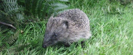 Hedgehog Awareness Week!!